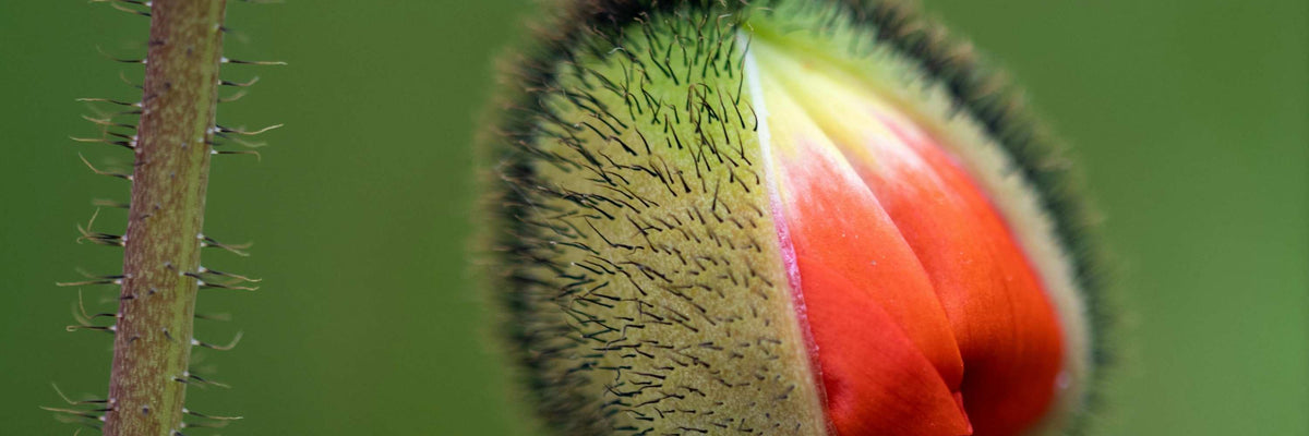 Spotting de nidation, c’est quoi ?