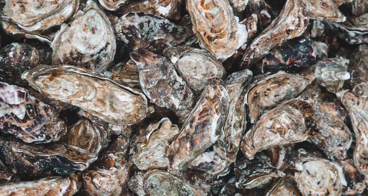 1500-x-800-oyster-Gapianne