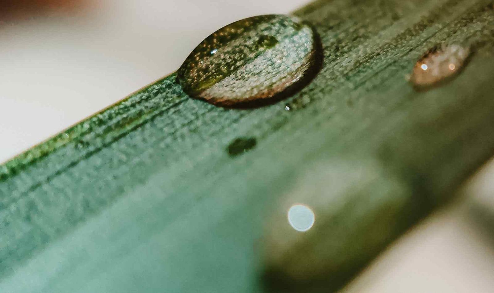 comment gérer le syndrome pré menstruel - article gapianne - visuel d'une goutte sur une tige de plante