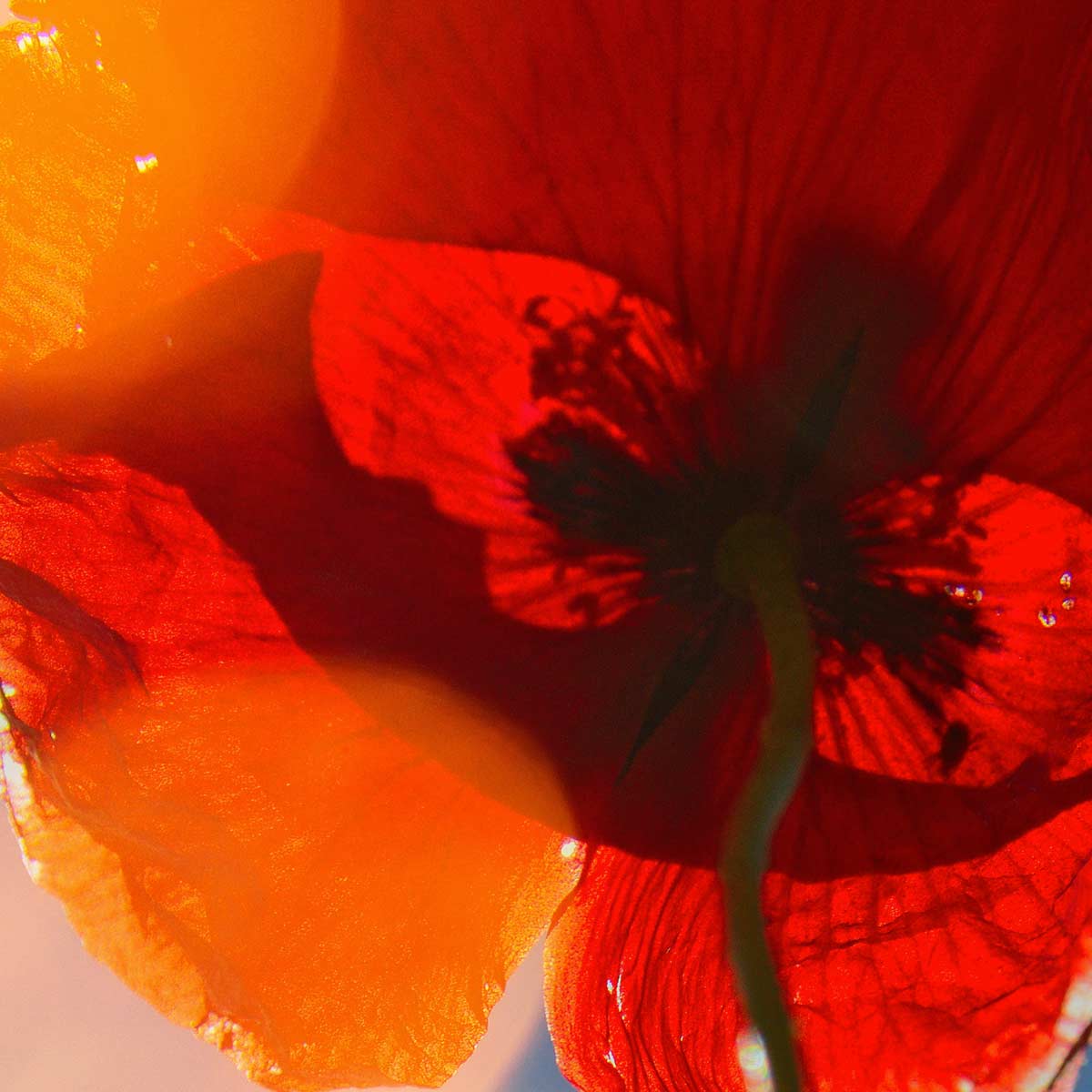 un coquelicot rouge, image de la puissance féminine