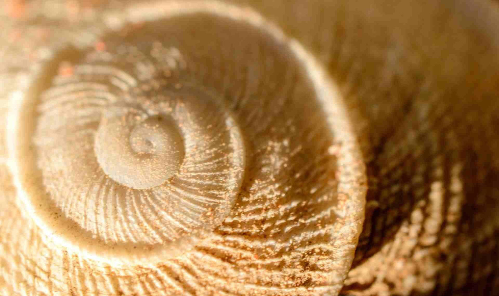 les grands changements hormonaux chez la femme en 5 étapes - article gapianne - visuel d'un coquillage