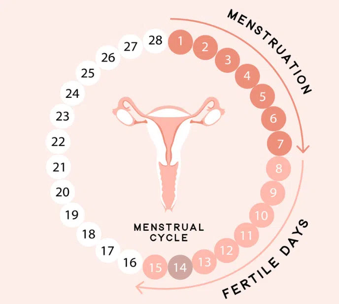 Gel lubrifiant fertilité - Ferti.Lily-Gapianne