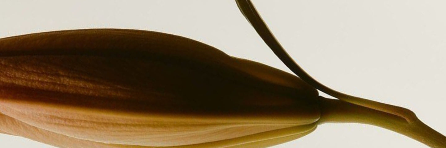 Tout savoir sur la Gardnerella vaginalis