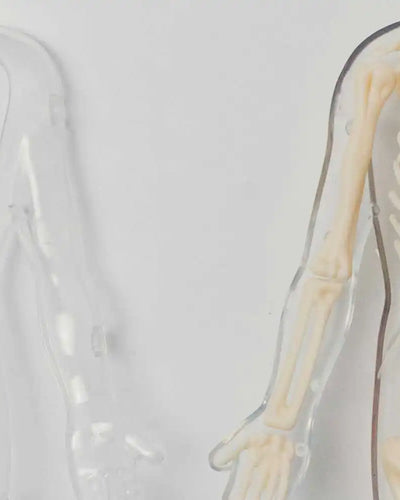 Anatomie du corps humain - Article Gapianne sur la vulve et le vagin