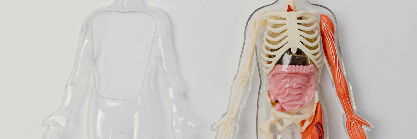 Anatomie du corps humain - Article Gapianne sur la vulve et le vagin