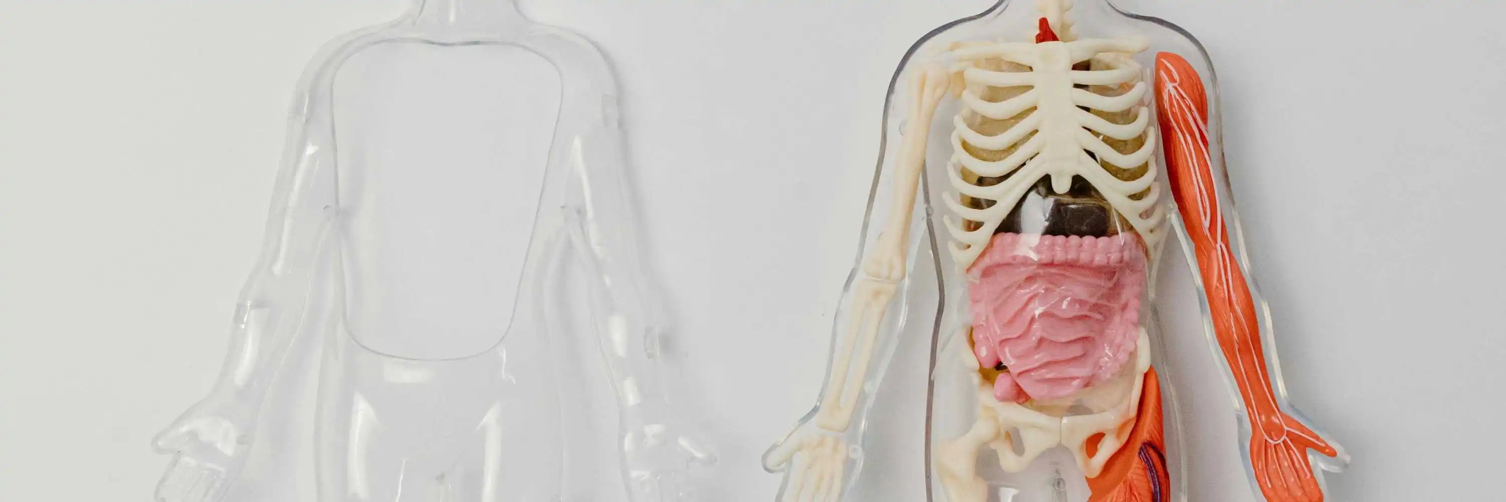 Anatomie du corps humain - Article Gapianne sur la vulve et le vagin
