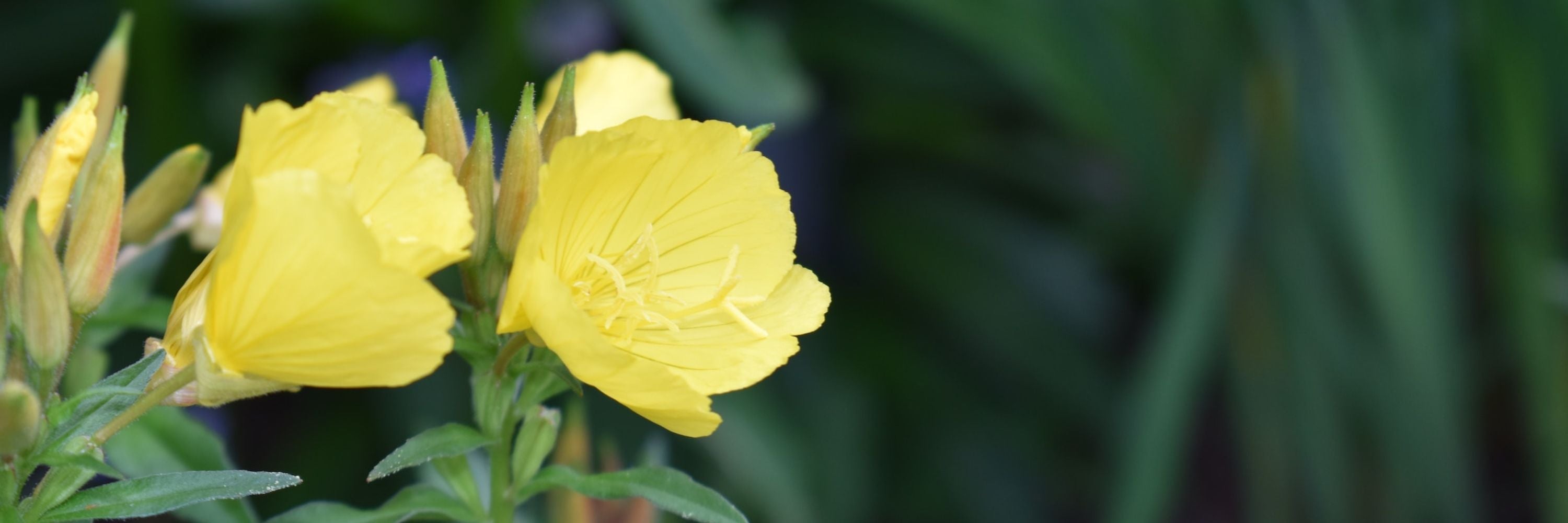 Evening primrose oil natural solution to regulate estrogen