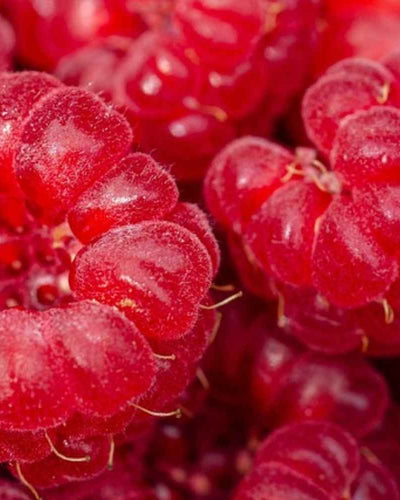 Dysménorrhée : Comprendre et soulager les règles douloureuses