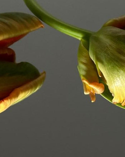 Préserver l’équilibre de la flore vaginale