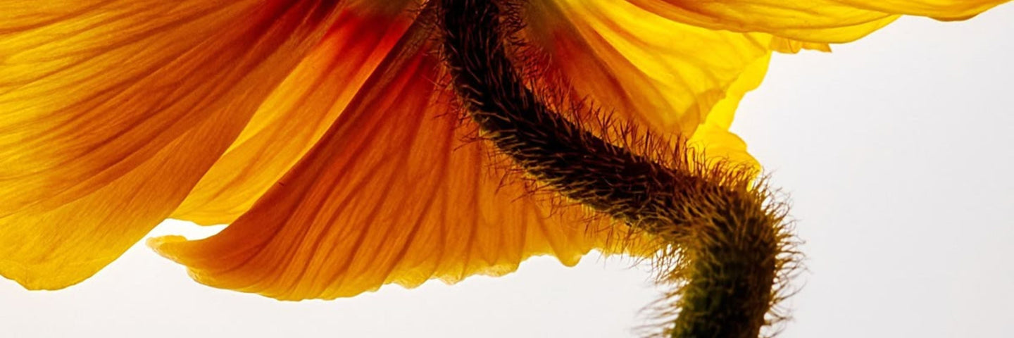 Protéger sa flore intime avec les probiotiques vaginaux