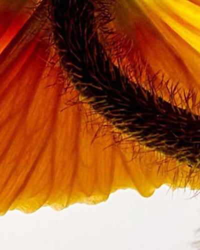 Protéger sa flore intime avec les probiotiques vaginaux