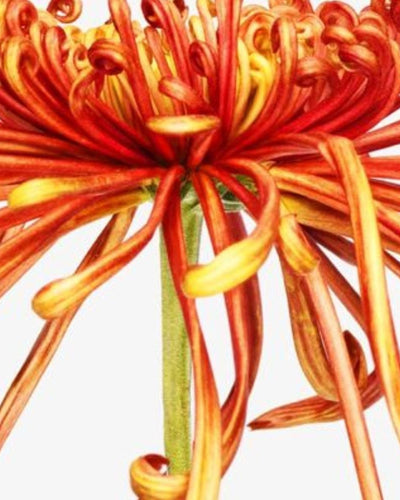 Comment maintenir l’équilibre de sa flore vaginale ?