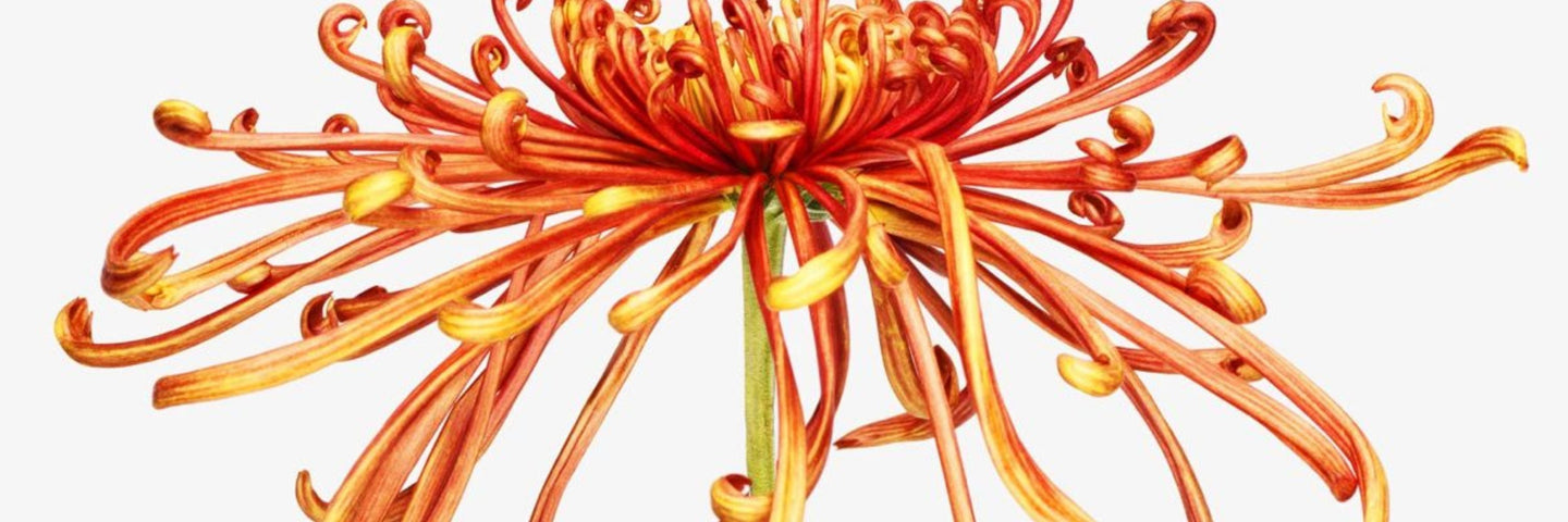 Comment maintenir l’équilibre de sa flore vaginale ?