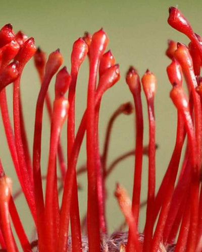 Que penser du flux instinctif libre ?