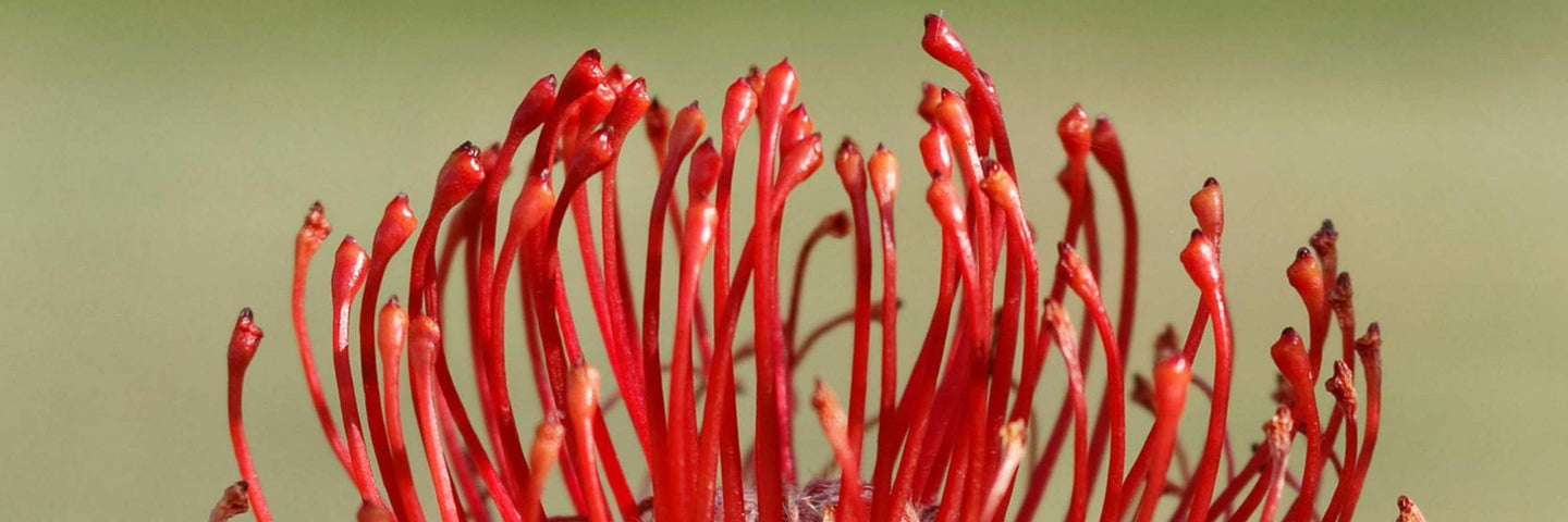 Que penser du flux instinctif libre ?