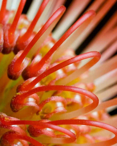 Comment les hormones façonnent le rythme du cycle menstruel ?