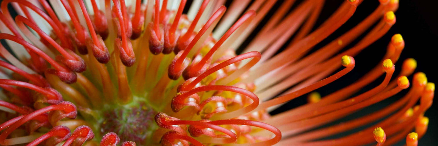 Comment les hormones façonnent le rythme du cycle menstruel ?