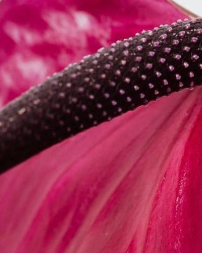 Passer à l'implant contraceptif