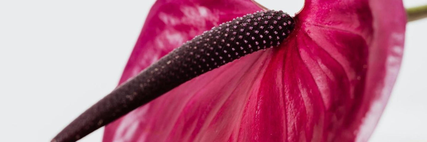 Passer à l'implant contraceptif