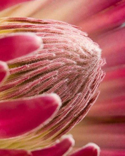 Gérer sa ménopause avec la naturopathie : c’est possible ?