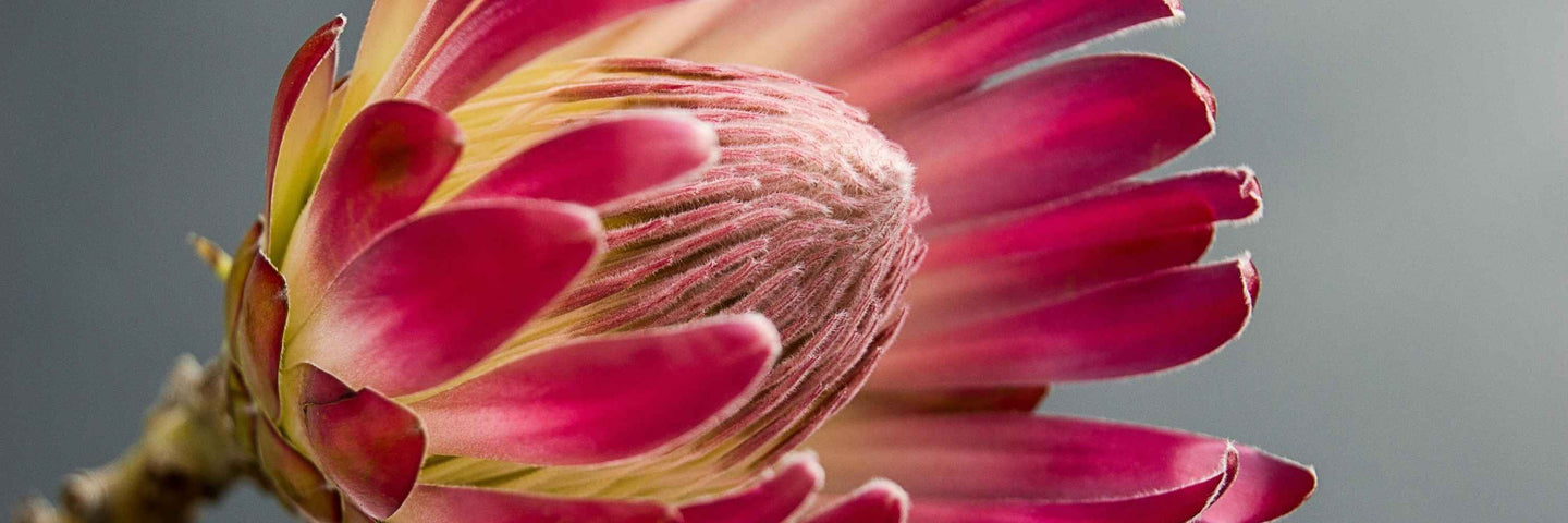 Gérer sa ménopause avec la naturopathie : c’est possible ?