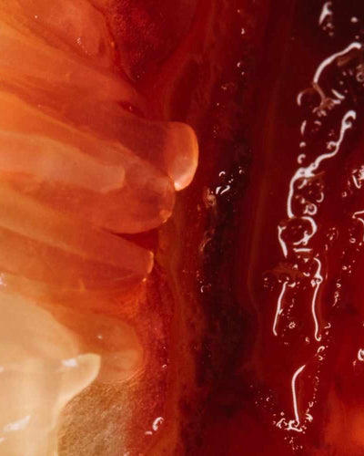 Les symptômes de l’ovulation