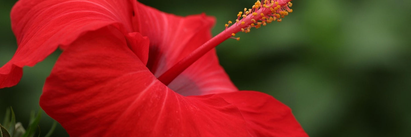 Quelle protection hygiénique choisir ?