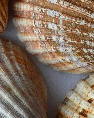 Les meilleures solutions pour prévenir et traiter les varices vulvaires
