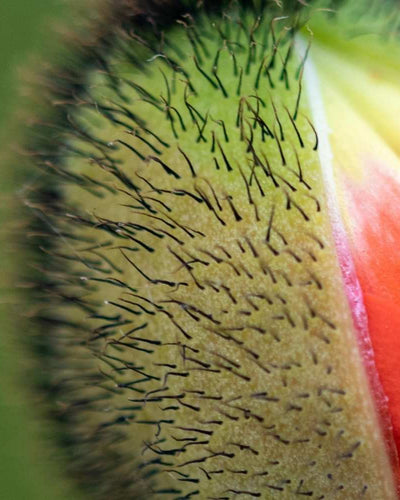 Spotting de nidation, c’est quoi ?