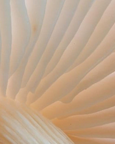 Vivatech - Vous avez dit VULVA TECH ?