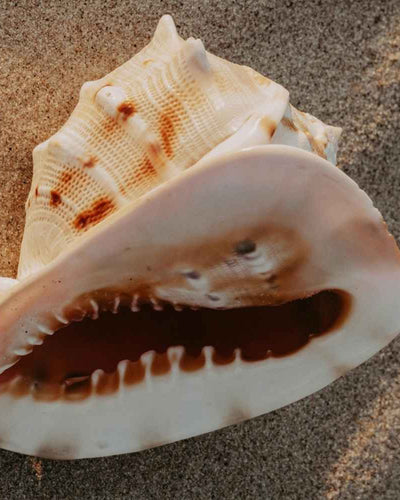 Vulve ou vagin ? Quelles sont les différences ?