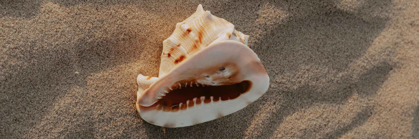 Vulve ou vagin ? Quelles sont les différences ?