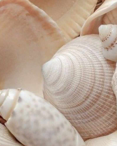 Tout savoir sur la vulve et le vagin