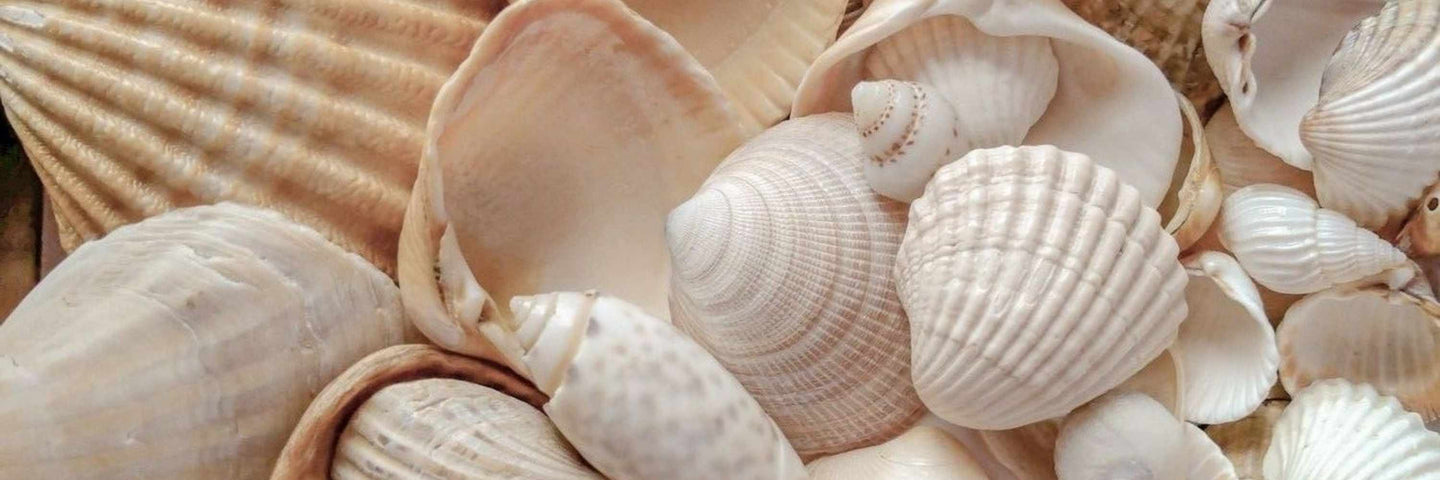 Tout savoir sur la vulve et le vagin