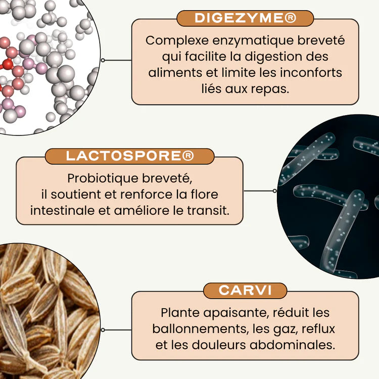 Probiotiques digestion et anti-ballonnement - Digest Circles
