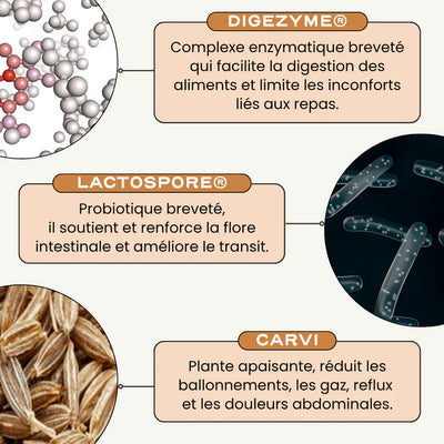 Probiotiques digestion et anti-ballonnement - Digest Circles