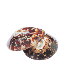 Coquillages d'allaitement apaisant - Hinamoon