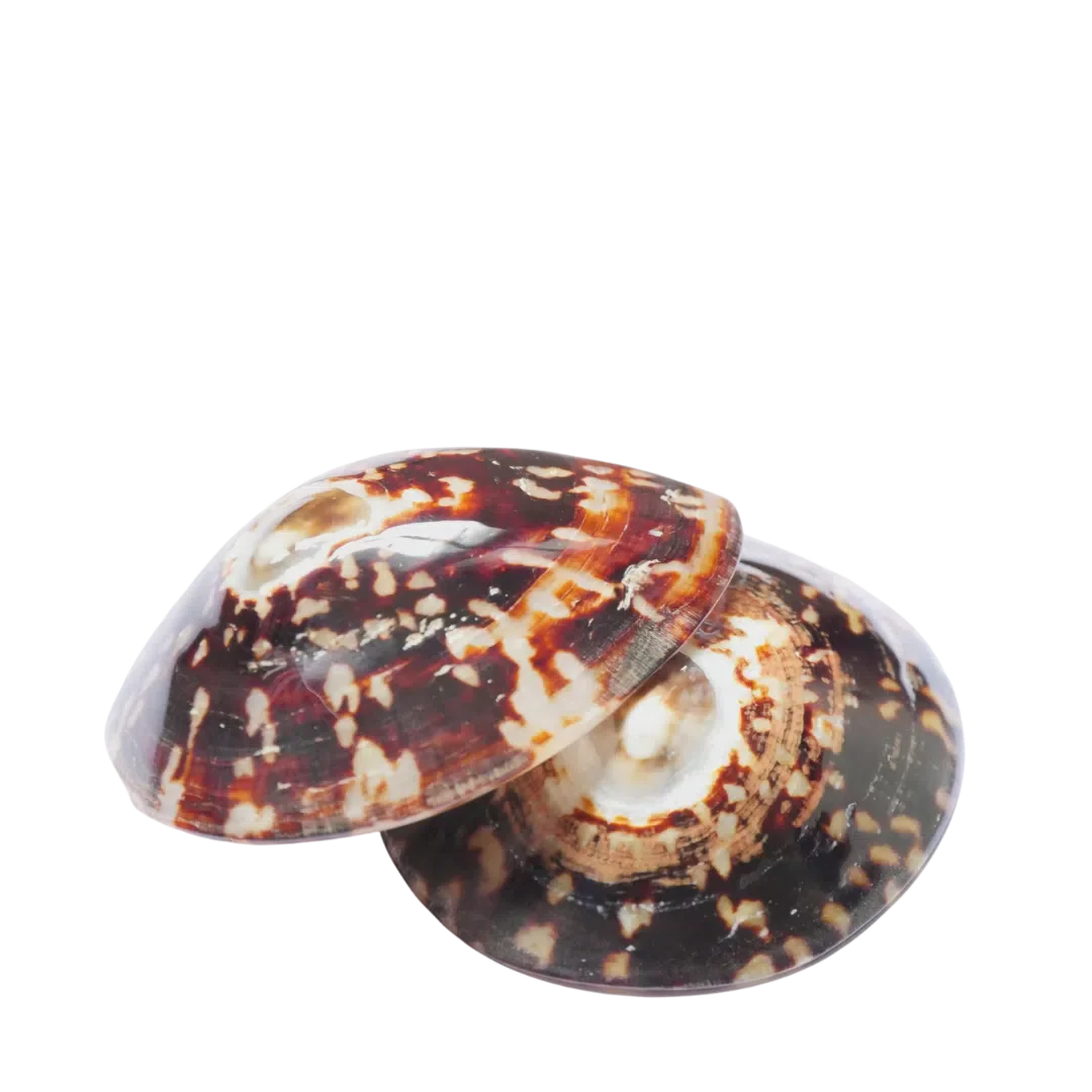 Coquillages d'allaitement apaisant - Hinamoon