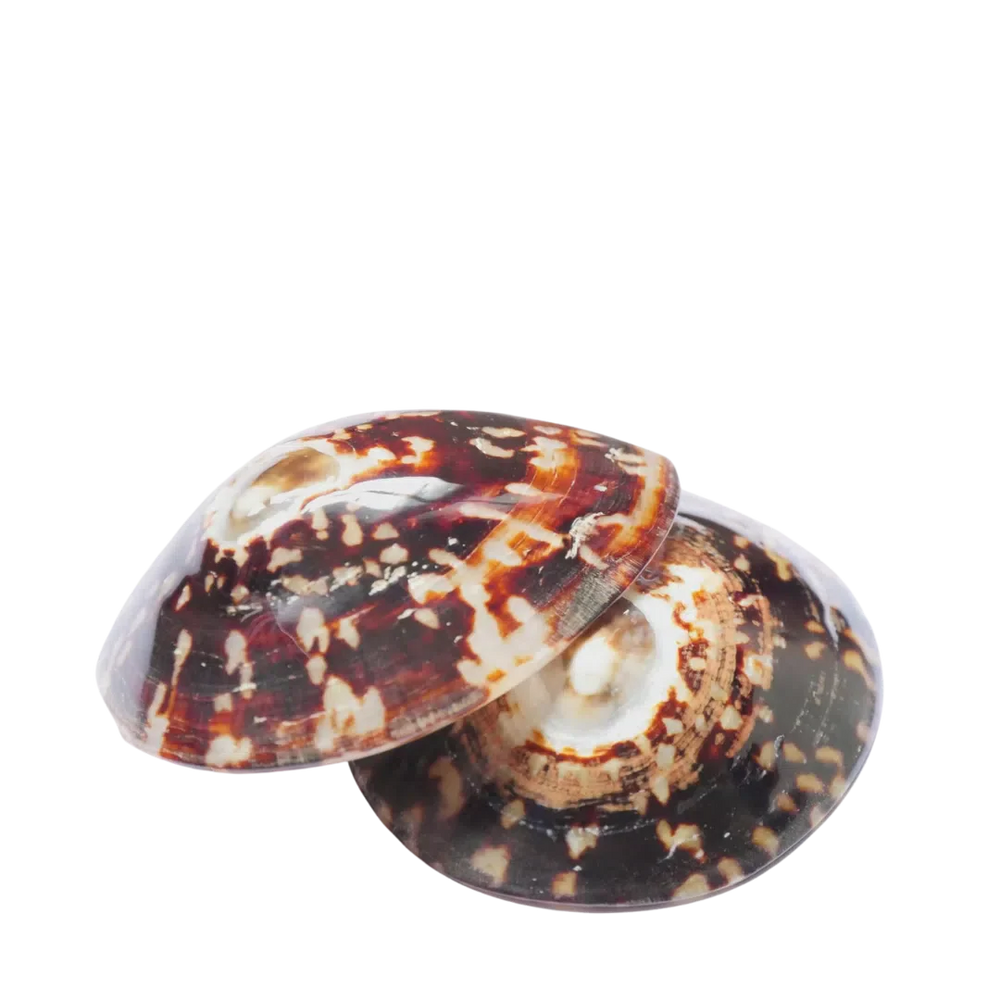 Coquillages d'allaitement apaisant - Hinamoon