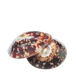 Coquillages d'allaitement apaisant - Hinamoon