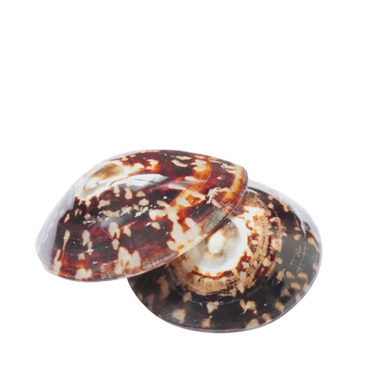 Coquillages d'allaitement apaisant - Hinamoon