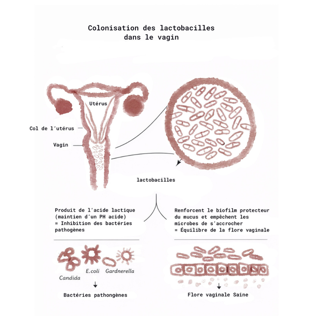 fonctionnement lactobacilles flore vaginale