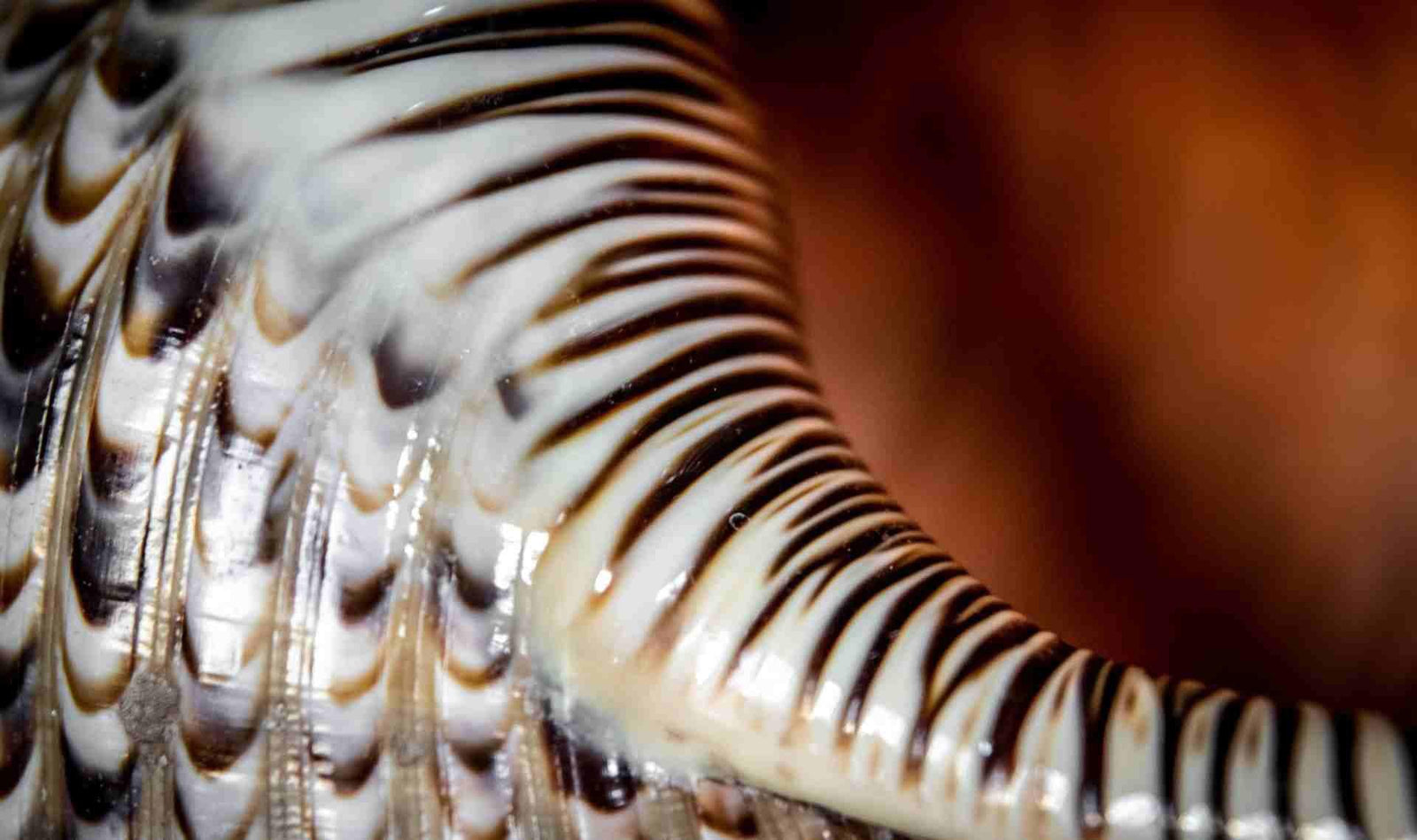 préserver l'équilibre de la flore vaginale - article gapianne - photo zoomée de la nacre d'un coquillage