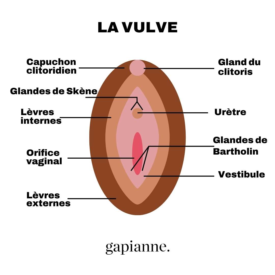 schema-gapianne-vulve-Gapianne